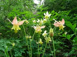 Aquilegia Flavescens Yellow Mountain Columbine Native Plants Of North America