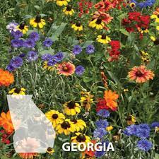 We did not find results for: Georgia Blend Wildflower Seed Urban Farmer