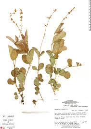Image result for Desmodium incanum