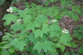 Indica, by the look of the furled flower, and the leaves do appear to have three lobes, at least, i think the one i can partially see does. Viburnum Acerifolium Maple Leaf Viburnum Mapleleaf Viburnum North Carolina Extension Gardener Plant Toolbox