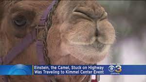 No one knows how far it is we have to go because every step we take reveals some more but we'll keep right on as far as the eye can see over there where land and sky appear to be. How A Camel Got Stuck In A Snowstorm In Montgomery County Cbs Philly