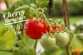 At less than 24 tall, plants flourish in containers, stays a manageable size and produces lots of tomatoes in a period of a few weeks for a large harvest. Growing Cherry Tomatoes Gardening Channel