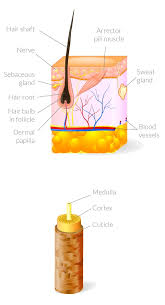The cortex is the middle layer of the hair — and the thickest making up 75% to 80% of hair's volume. All About Hair Hairline Int Hair Transplant Clinic