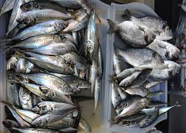 The Fish Market In Porto Portugal By Philippe De Stefano The Fish Market Fish Design Fish
