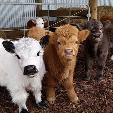 We really enjoy our cows and always have favorites in the pasture. Yes You Can Own A Fluffy Mini Cow And They Make Great Pets