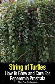 Pin On Vining Plants Or Cascading Plants
