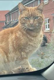 Wilton Chat (Community Page) UK