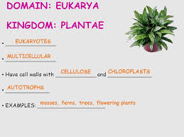 Kingdoms Domains Ppt Video Online Download