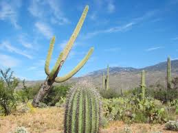 Most cacti grow slowly to moderately, in the but then, suddenly, the roots will rot and the cactus will die. Our Roots Go Deep Live Storytelling On How Tucson Became Home Tucson Life Tucson Com