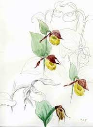 Lady Slipper Orchid Frauenschuh Cypripedium Calceolus Lady Slipper Orchid Orchids Womens Slippers