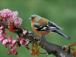 Bird Photography How To Take Great Bird Photos Vogel Fotos Zweige Rosa Blumen