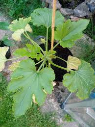 Check spelling or type a new query. Why Are My Courgette Leaves Shrivelled And Yellow Gardening Landscaping Stack Exchange