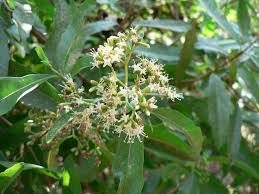 Image result for Nuxia oppositifolia