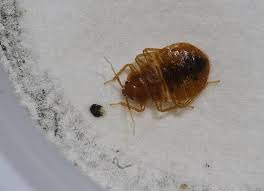 Who is at risk for getting bed bugs? How To Tell If Bed Bugs Have Invaded Your Lexington Home
