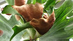 Image result for Platycerium stemaria