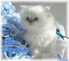 Résultat de recherche d'images pour "gif bon dimanche"