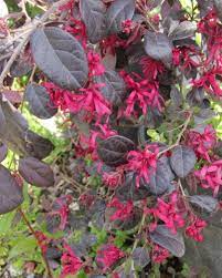 Sono normalmente legnose, alberi e arbusti o cespugli. Pin Di Barbara Ferro Su Patio Anita Nel 2021 Arbusti Fiori Arbusti Sempreverdi