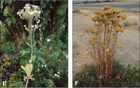 Image result for Kalanchoe lateritia