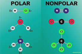 We did not find results for: Polar And Nonpolar Molecules