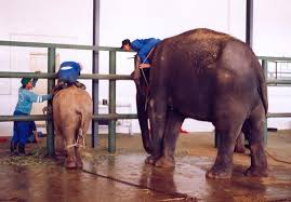 Capture for Captivity | ElephantVoices