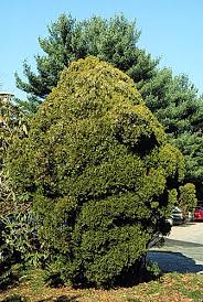 Image result for Platycladus orientalis