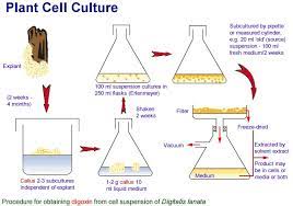 Biotechnology in horticultureapplication of plant cell and tissue culture • clonal propagation • disease elimination • secondary products • germplasm. Biotechnology Agriculture