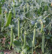 Meine Ernte Zuckerschoten Anbauen Pflegen Ernten Und Lagern Pflanzen Erbsen Anbauen Kleines Balkon Dekor
