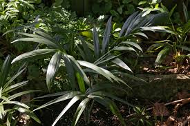 Image result for Chamaedorea radicalis