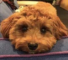 Petit Jean Puppies Goldendoodle Puppies For Sale Cavapoo And Cavapoochon Puppies Mini Goldendoodle Puppies Fo Cavapoo Cavapoochon Mini Goldendoodle Puppies