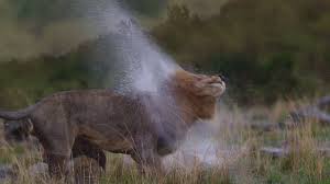 What happened to scarface when he was a young male lion ? Scarface The Lion King And His Brothers Youtube
