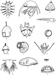 Recent Radiolaria Of The South Atlantic: Plain