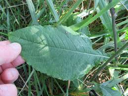 Image result for Elephantopus