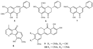 Image result for Cogniauxia podolaena
