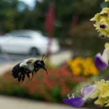 861 fredericka dr bethel park pa 15102. A To Z Pest Control 460 Faraday Ave Jackson Nj Pest Control Mapquest