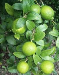 Some friends and family joined us on a long weekend getaway down in the florida keys. Key Limes A South Florida Staple The Vintage Cookbookery