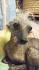 Ugliest Dogs in the World | Time