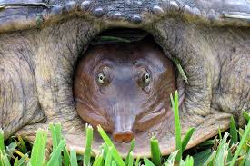 Choose an option single 3 pack. Adult Florida Softshell Turtle Face Naturetime