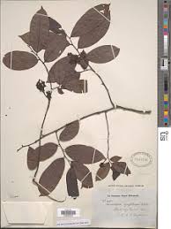 Image result for Monodora grandidieri