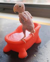 Bird With No Feathers Pin On Animals