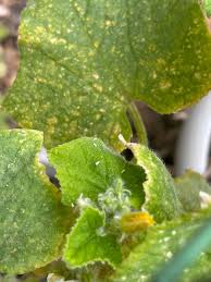 Image result for whitefly in cucumber