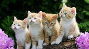 Check spelling or type a new query. Free Cat Wallpapers For Desktop Wallpaper Cave