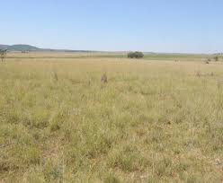 Image result for Aristida scabrivalvis