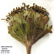 Image result for Adenostemma viscosum