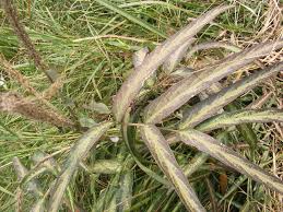 Image result for Uraria picta