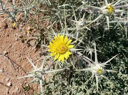 Plant Life In Namibia Is Classed By Plants Desert Biome Plant Life