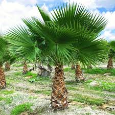 Image result for Washingtonia robusta
