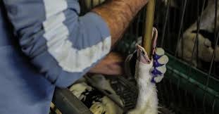12 ou 13 jours, juste avant l'abattage. Foie Gras La Verite Sur Le Gavage