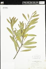 Image result for Acacia adenocalyx
