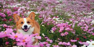 But there are other ways to show appreciation. Do Guys Like Receiving Flowers Gif On Imgur