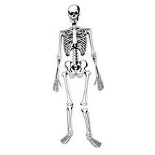 You are done when he is done! 30 Skeleton Activities Ideas Activities Skeleton Skeleton Craft